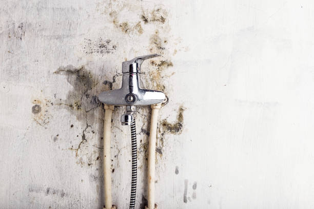 Best Residential Mold Removal  in Waverly, IL