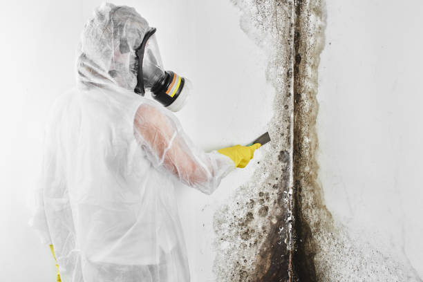Best Professional Mold Removal  in Waverly, IL