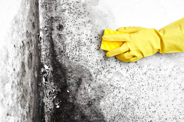 Best Certified Mold Removal  in Waverly, IL