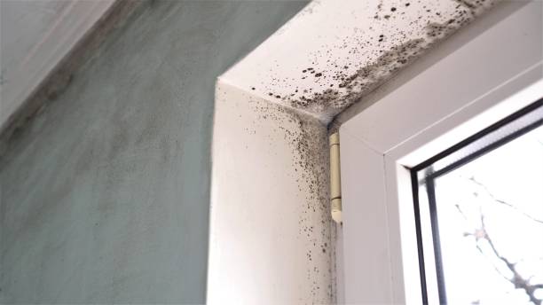 Best Toxic Mold Removal  in Waverly, IL