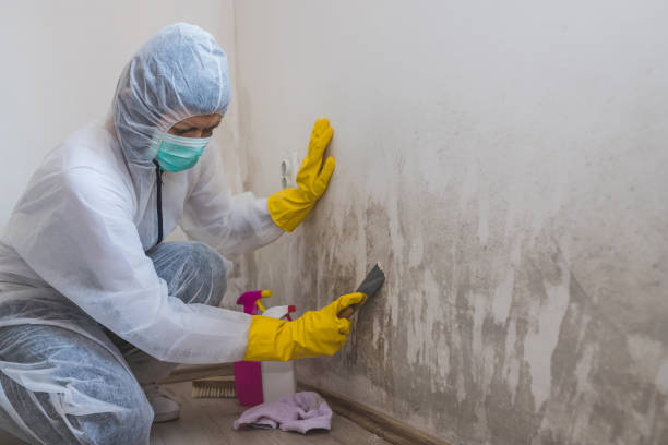 Best Emergency Mold Removal  in Waverly, IL