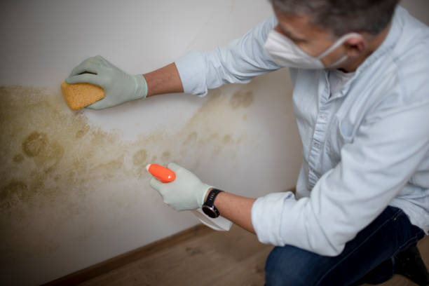 Best Mold Damage Repair  in Waverly, IL