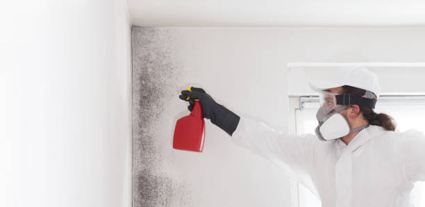 Office Mold Removal Services in Waverly, IL
