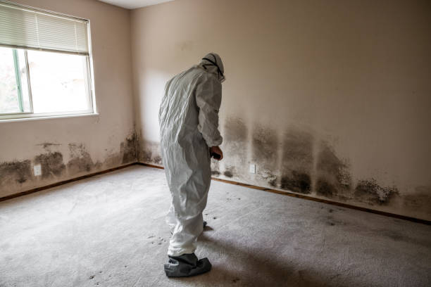 Professional Mold Removal in Waverly, IL