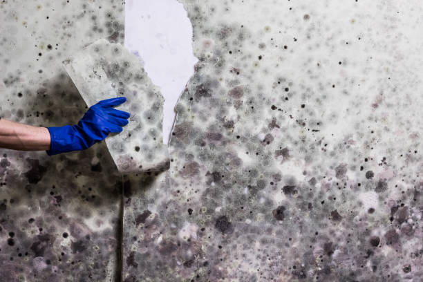 Best Fast Mold Removal  in Waverly, IL