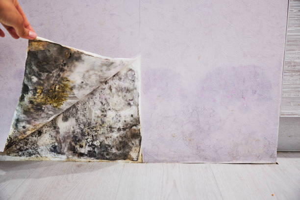 Best Best Mold Removal Companies  in Waverly, IL